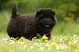 CHOW CHOW 515